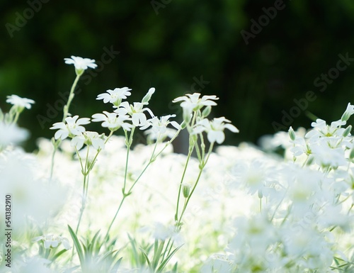 Closeup shot of beautiful Jasmine flowers found growing in the nature photo