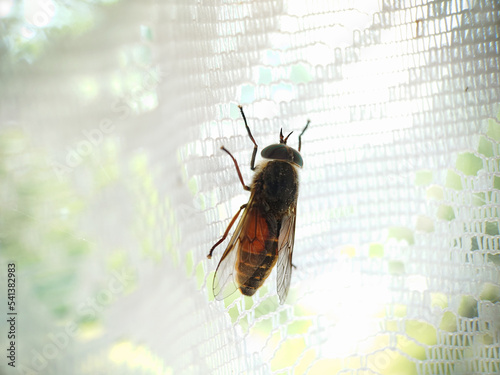 фотографія Green-eyed insect horse fly close-up on white curtains