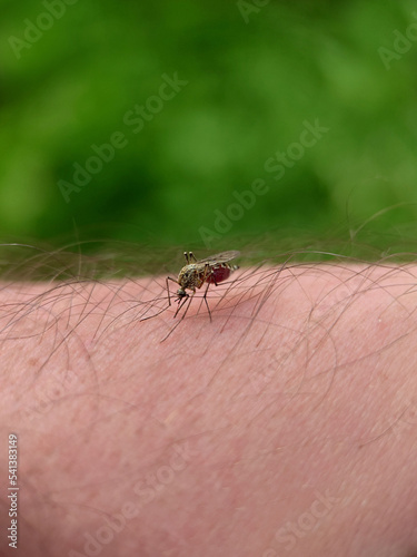 Striped mosquito drank blood on human skin outdoors