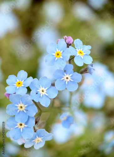 Background image of blue little forget-me-not flowers