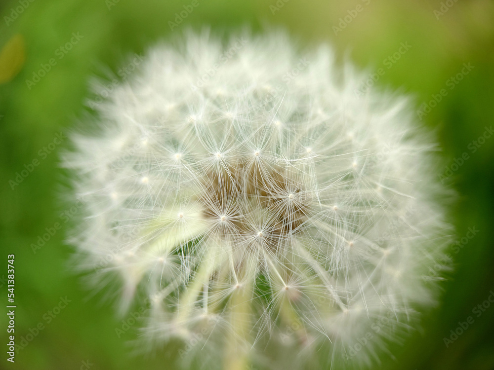 Fluffy dandelion bud close-up on grass background Fluffy dandelion bud close-up on grass background