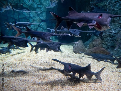 Group of Paddlefish underwater photo