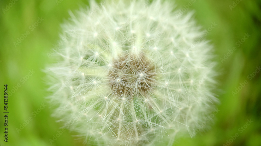 Obraz premium Background image of a spherical shape of a dandelion bud