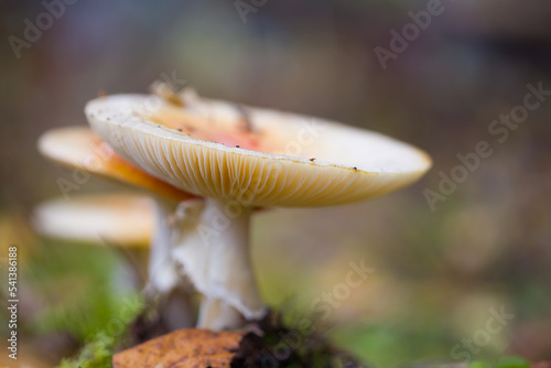 Defocused background. Shallow depth of field. Amanita mushrooms grow in their natural environment.