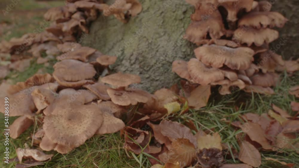 Beautiful Dolly out of cap Honey Mushroom (Armillaria ostoyae) at base of tree in forest and revealing an entire tree covered in fungi Beautiful Dolly out of cap Honey Mushroom (Armillaria ostoyae) at base of tree in forest and revealing an entire tree covered in fungi