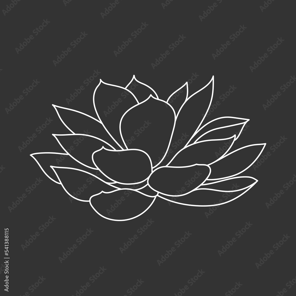 Fototapeta premium Succulent echeveria in doodle style, vector illustration. Desert flower hand drawn for print and design. Isolated white element on chalk board background. Home plant outline, side view