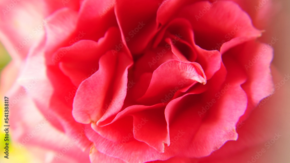Petals of a blooming rose flower in pink close-up Petals of a blooming rose flower in pink close-up