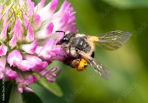 A bee on a clover flower.