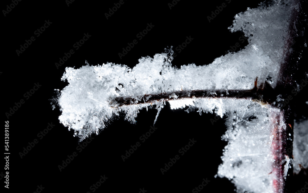 Obraz premium White snowflakes on a tree branch is isolated on a black background.