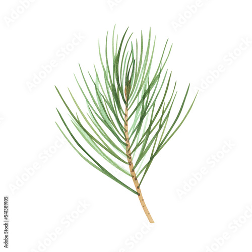 Christmas tree pine branch isolated on white background. Watercolor hand drawn Xmas illustration. Art design decoration