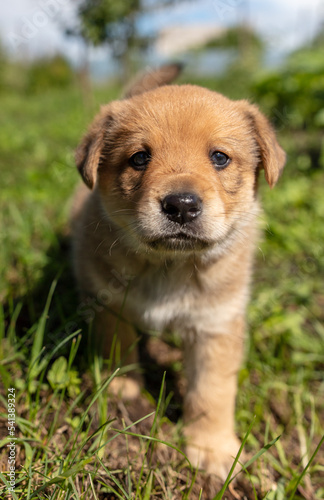 Portrait of a small puppy in the grass