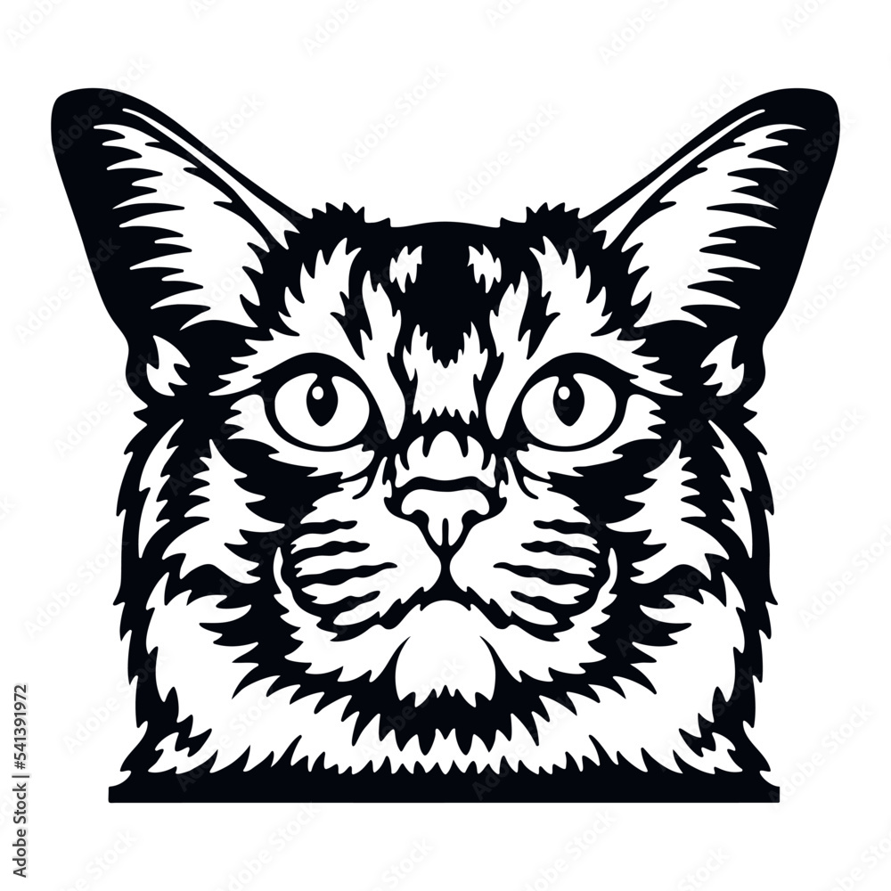 Somali Cat Vector, Peeking Cats, Cats Breed, Pet Vector portrait, Cats Head Somali Cat Vector, Peeking Cats, Cats Breed, Pet Vector portrait, Cats Head