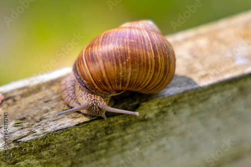 Roman snail - latin Helix pomatia - known as Burgundy snail or escargot in Palace Park during summer season in Rozalin village in Mazovia region of Poland photo