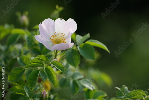 Dog rose  wild rose in nature  pink blooming flower with green leaves