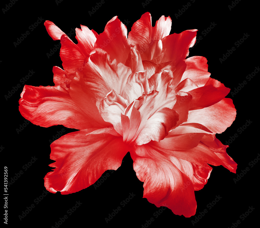 Red  tulip  flower  on black  isolated background with clipping path. Closeup. For design. Nature.