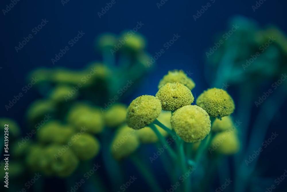 Gros plan de fleurs jaunes sur fond bleu