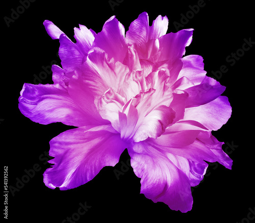 Fototapeta Naklejka Na Ścianę i Meble -  Purple   tulip  flower  on black  isolated background . Closeup. For design. Nature.