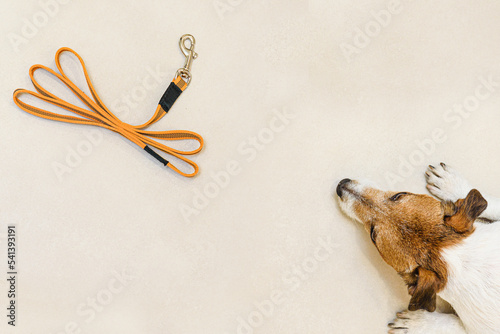 Dog waiting to go for walk lying on floor and looking at pet leash photo