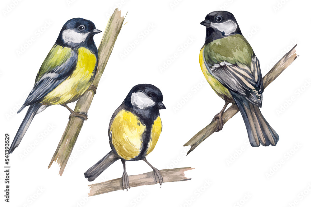 Naklejka premium Set of watercolor realistic tits. Hand-drawn illustration for the design of packaging, textiles, postcards. Wintering small and bright birds. Winter and spring birds