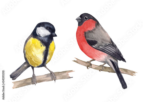 Watercolor set of birds. Titmouse and bullfinch. Wintering birds. Winter and spring birds. Elements on a white background for the design and decoration of packaging, paper, textiles.