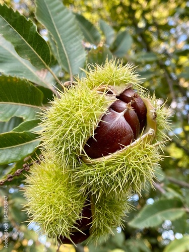 chestnuts on the ground