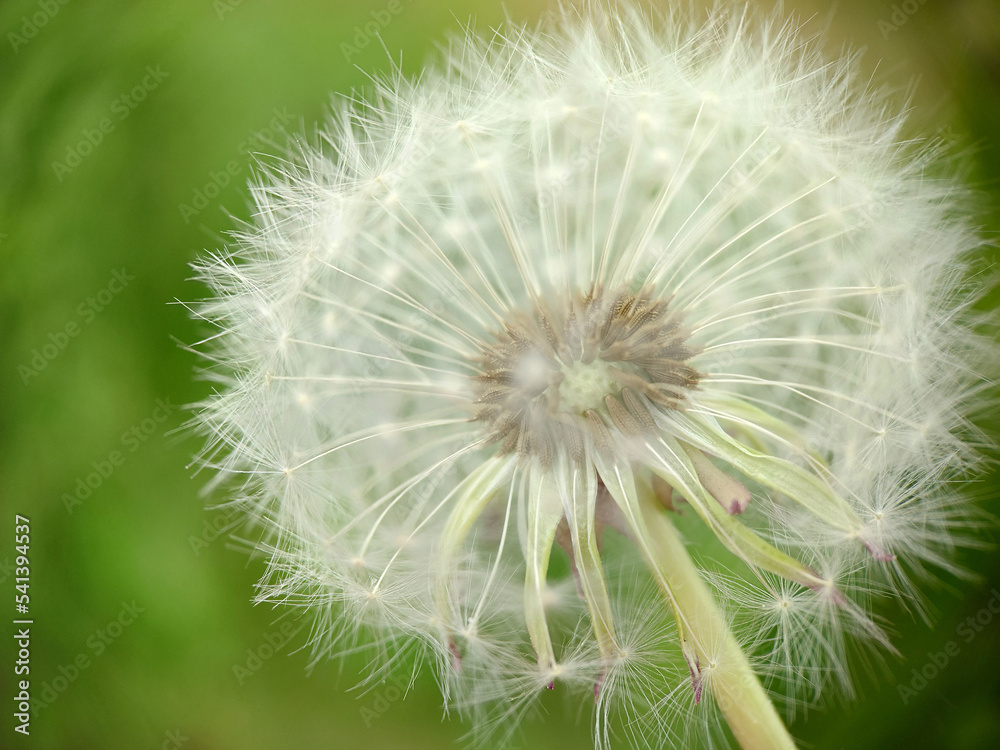 Ripe fluffy dandelion bud close-up on a grass background Ripe fluffy dandelion bud close-up on a grass background
