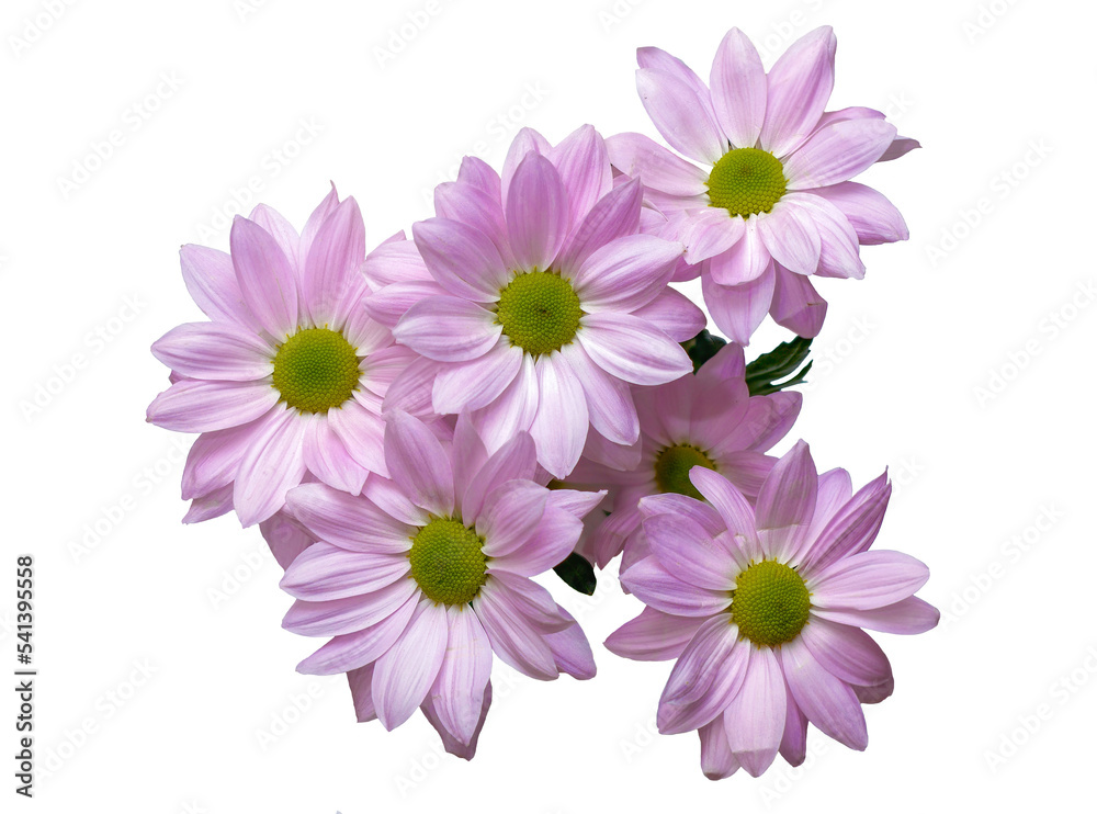 white and pink flowers, Eurasian Jastrun, Pyrethrum, Early Yastrun, (Leucanthemum vulgare Lam.), bouquet, top view, png file