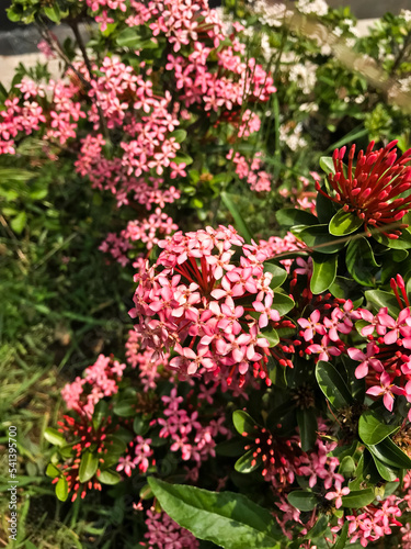 Pink ixora chinensis or Chinese ixora or asoka flower
