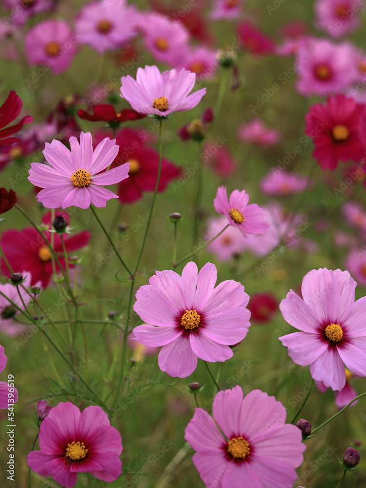 休耕田のコスモス