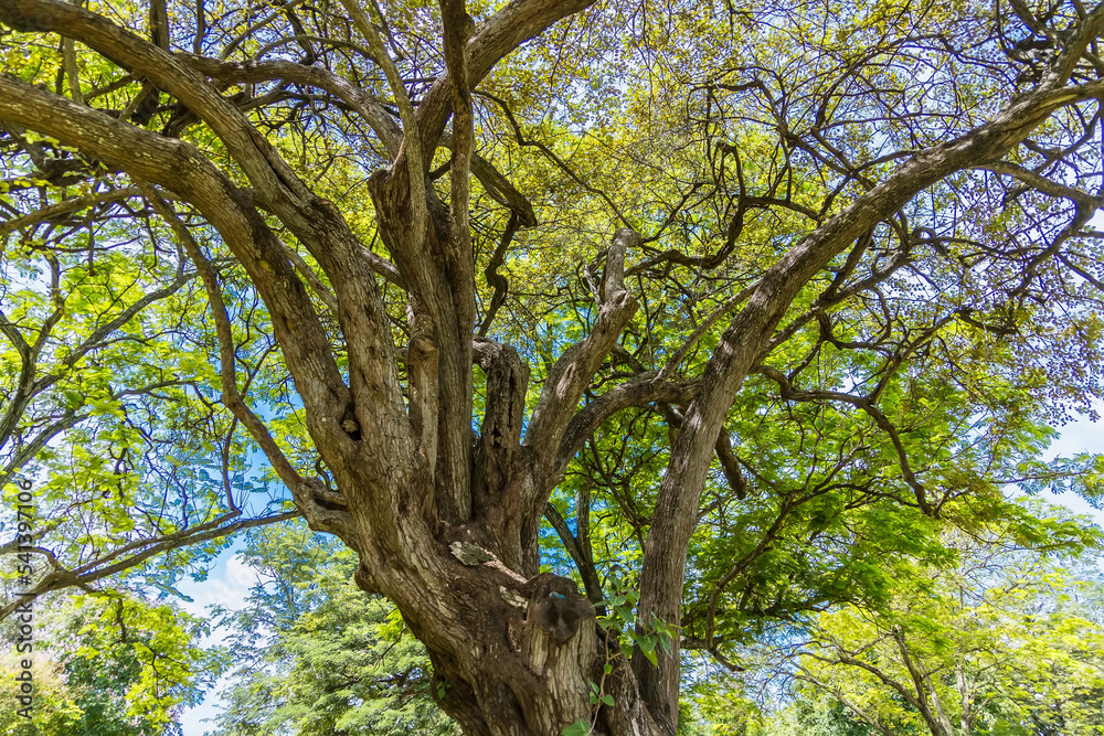 Green tree in the spring season