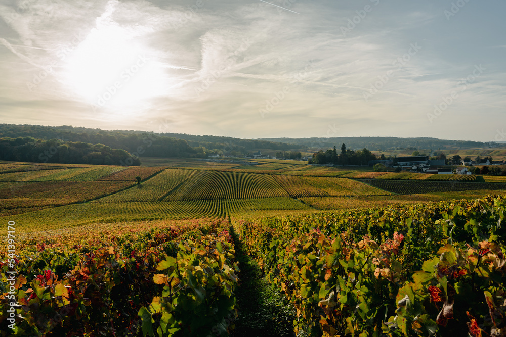 paysage viticole sous les couleur automnales
