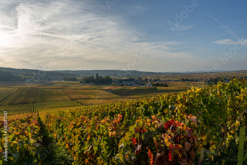 Foto paysage de vignoble champenois