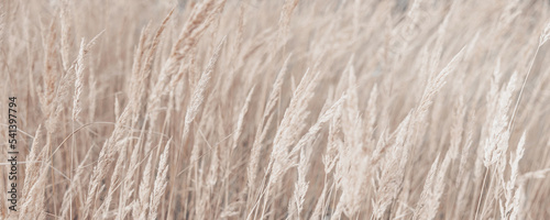 Canvastavla Pampas grass in autumn