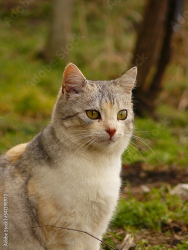 Vertical shot of a cute fluffy Ceylon cat in a park looking aside