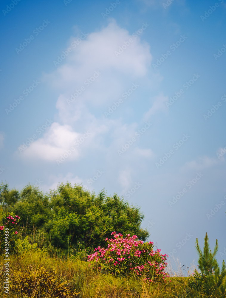 Beautiful nature background. Mediterranean plants on a blue sky with clouds Beautiful nature background. Mediterranean plants on a blue sky with clouds