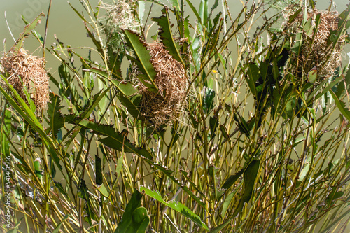  The natural bird nest on papyrus plant at Wat PA Klong11 ( Naga Temple ) at Pathum Thani city , Thailand