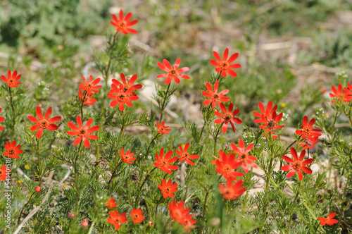 
Pheasant's-eye can be seen in deliberately seeded agricultural fields, on roadside verges and waste ground. photo