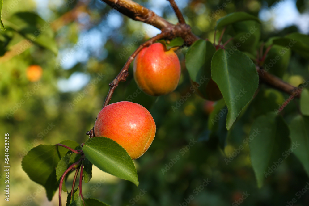 Tree branch with sweet ripe apricots outdoors, closeup view