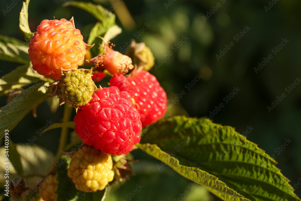 Raspberry branch with ripening berries in garden, closeup. Space for text Raspberry branch with ripening berries in garden, closeup. Space for text