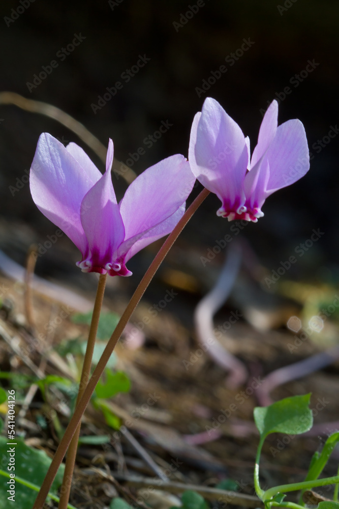 Φωτογραφία Closeup of the Pink flower of ivy-leaved cyclamen