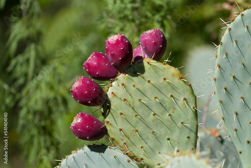 Closeup of Prickly pear cactus with nopales and red fruits photo