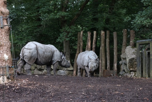 Pair of adorable big rhinoceros in zoological garden