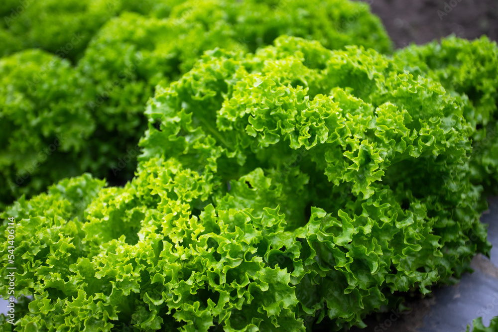 green lettuce leaves green lettuce leaves
