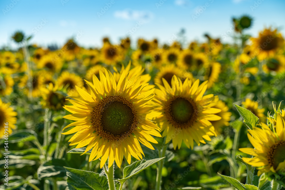Sunflower flower on agriculture field, growing sunflower for production.