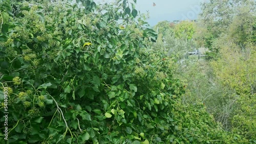 Closeup of growing dense bushes photo