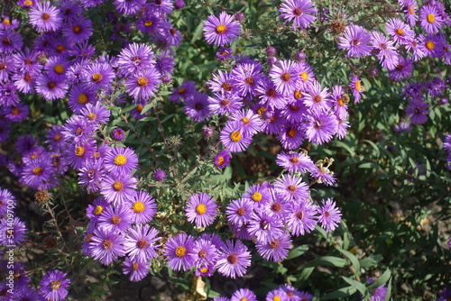Florescence of purple Symphyotrichum novae-angliae in October photo