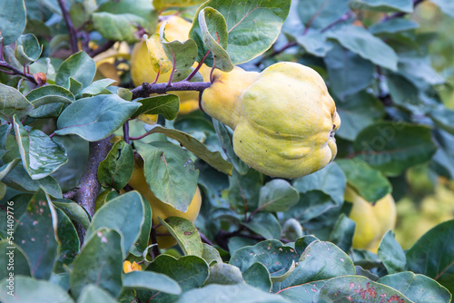 Quince is a "golden apple" growing in the fabulous garden of the Hesperides