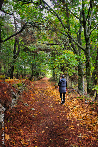 Hiker walking along a path under a forest of chestnut trees on autumn, in the municipality of Casillas, Ávila, Spain.