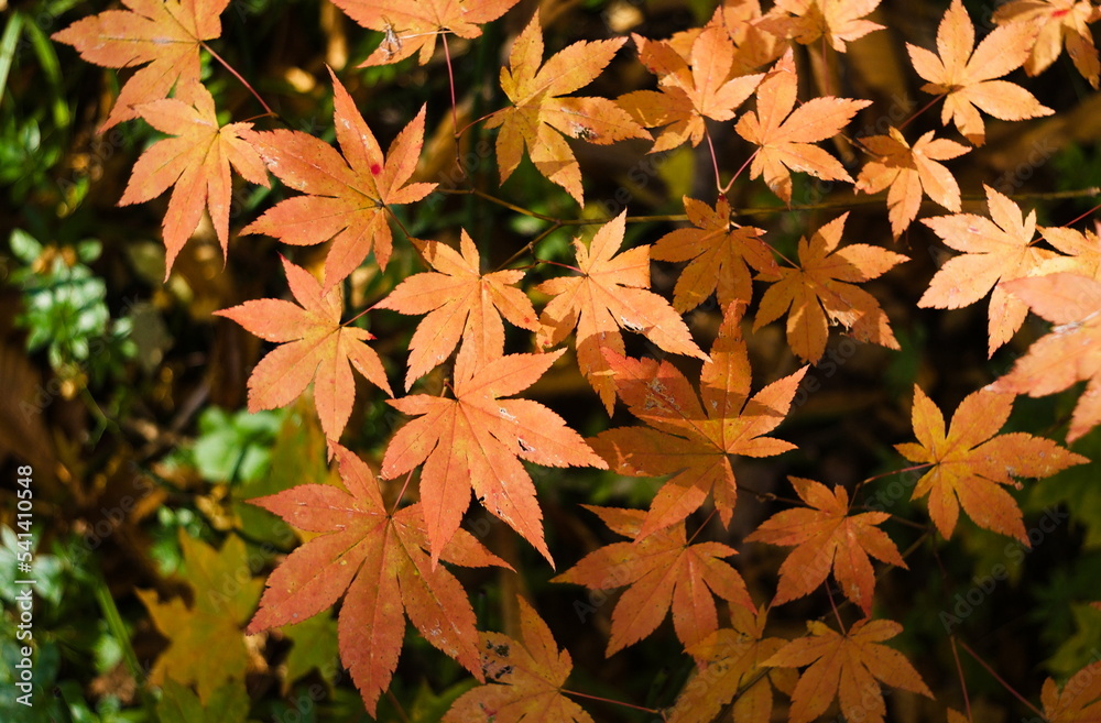 紅葉 紅葉