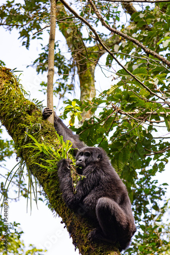 Berggorilla climbing I